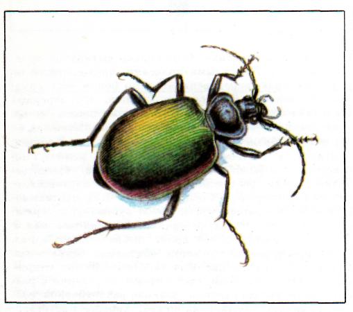 Редкие насекомые Балашовского Прихопёрья