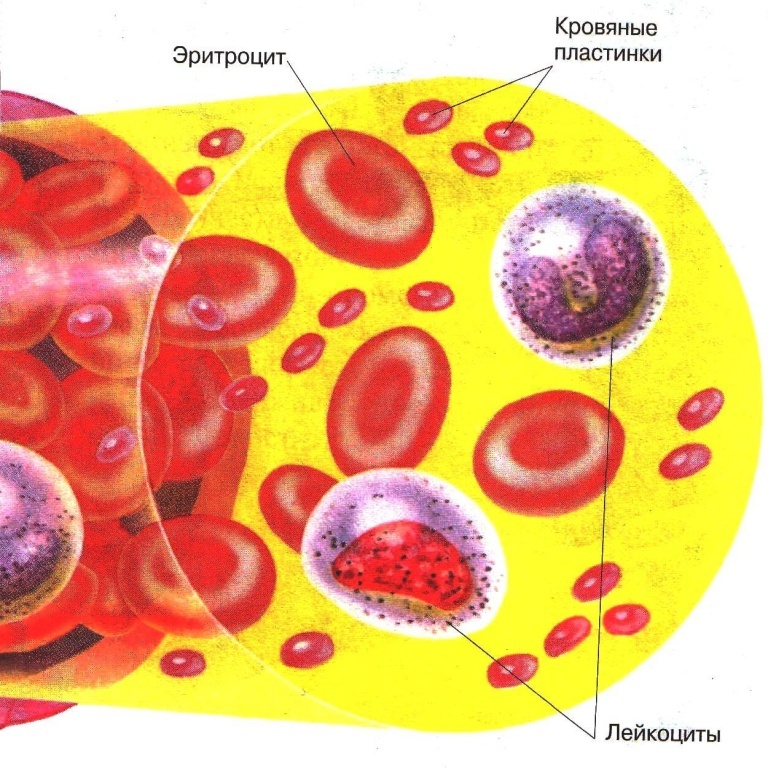 Урок биологии в 8 классе по теме: Строение, состав и функции крови