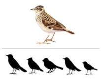 Урок по предмету мир вокруг на тему Зимующие птицы (коррекционная школа, 4 класс)