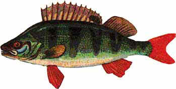 Конспект урока Внешнее строение рыб (8 класс)
