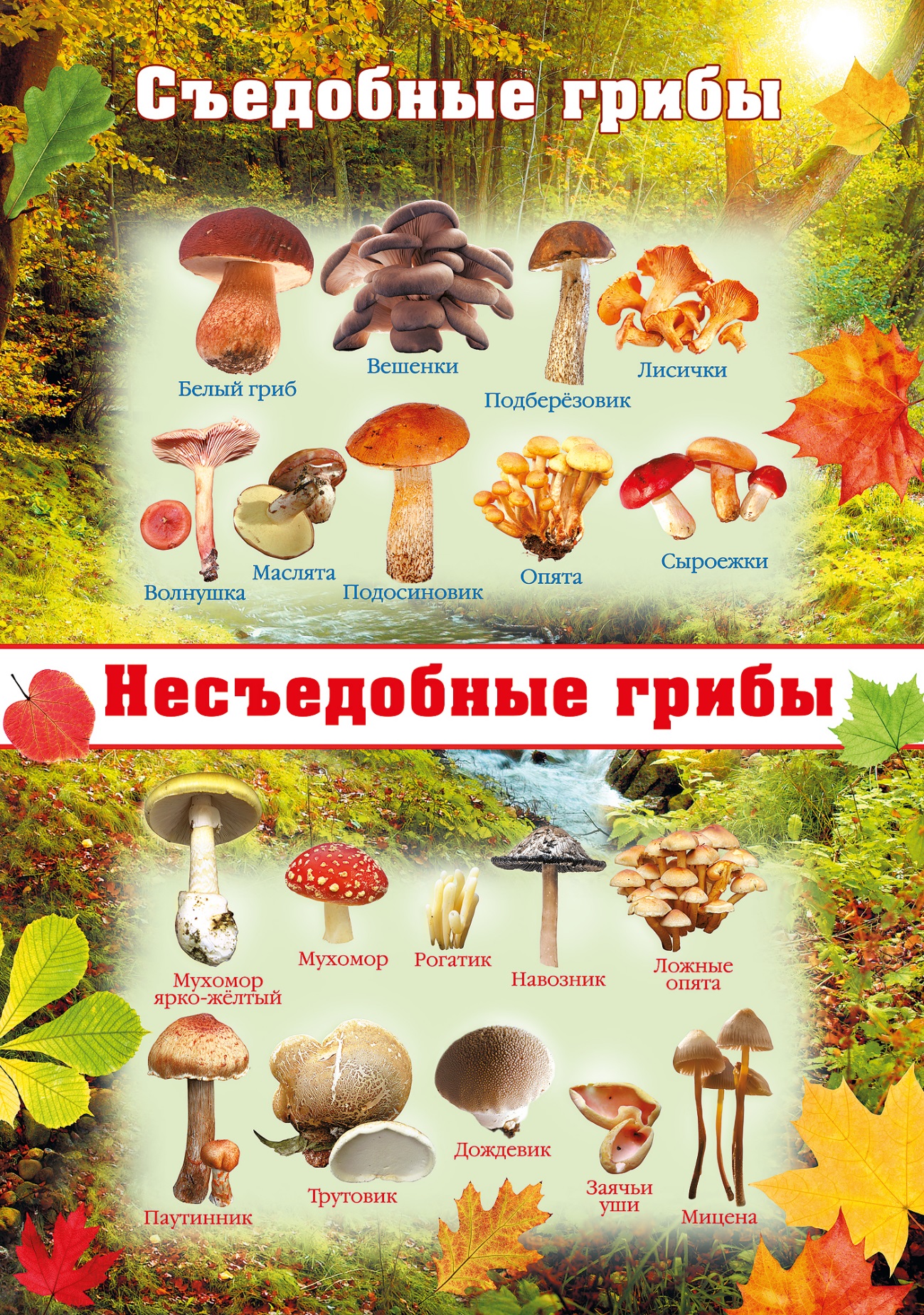 Информация для родителей Осторожно грибы