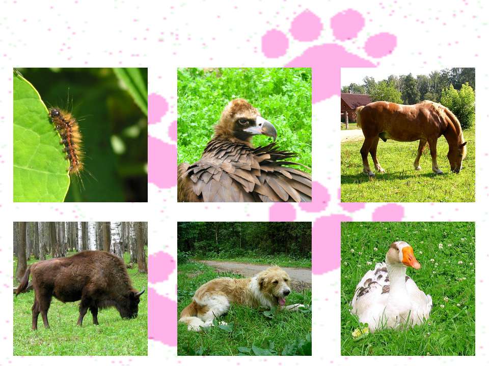 Карточки по окружающему миру на тему Домашние и дикие животные (2 класс)