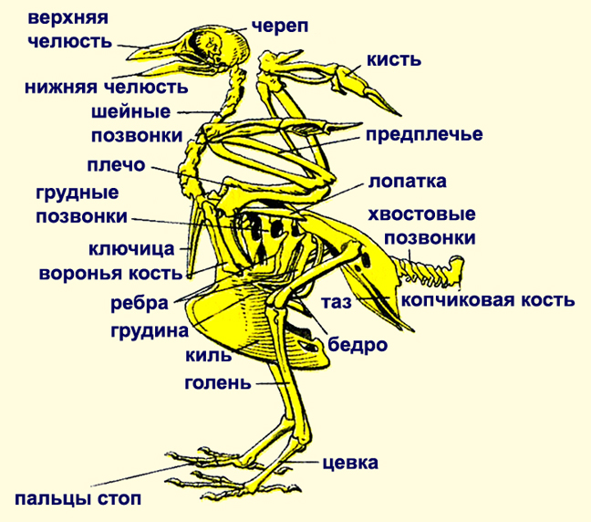 Лабораторная работа по теме Скелет птицы