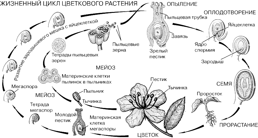 Половое размножение растений. 6 класс