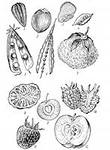 Фрагмент рабочей тетради по биологии по темам плоды и Распространение плодов и семян