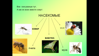 Урок окружающего мира на тему Жизнь насекомых весной (1 класс)