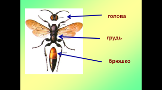 Урок окружающего мира на тему Жизнь насекомых весной (1 класс)