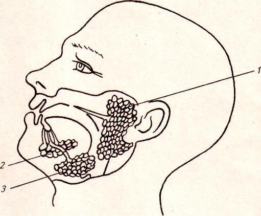 Карточки к уроку Дыхательная система человека