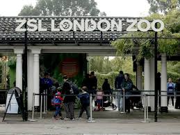 Конспект урока по английскому языку на тему Лондонский зоопарк ( 5-6 класс)