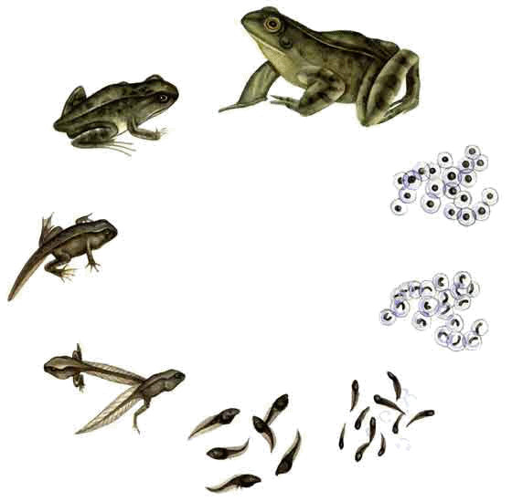 Исследовательская работа на тему: Развитие прудовой лягушки