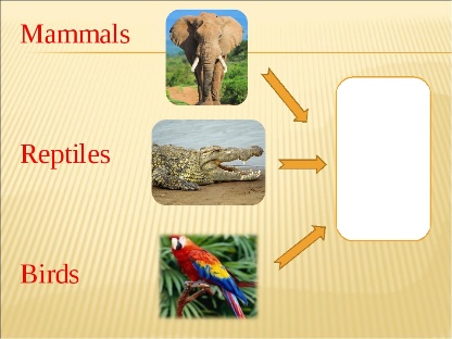 Открытый урок по английскому языку на тему About animals