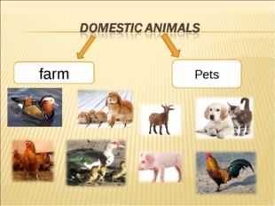 Открытый урок по английскому языку на тему About animals