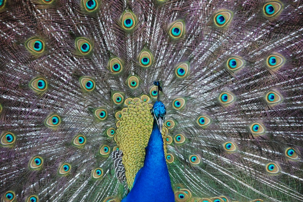 Проект по окружающему миру на тему : 10 самых красивых птиц нашей планеты. Выполнил ученик 4-Г классаМБОУСОШ№24 г. Симферополя Ляшенко Захар