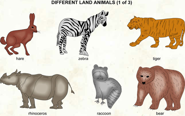 Презентация по английскому языку на тему Animals