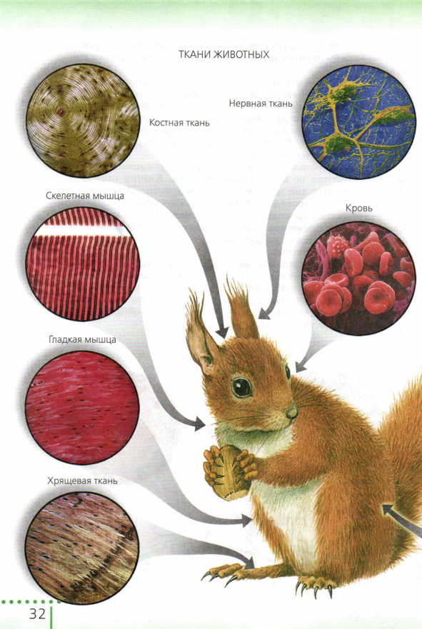 План-конспект урока по биологии 6 класс Ткани животных.