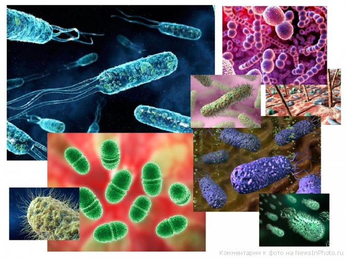 Проект по биологии Бактерии