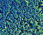 Проект по биологии Бактерии