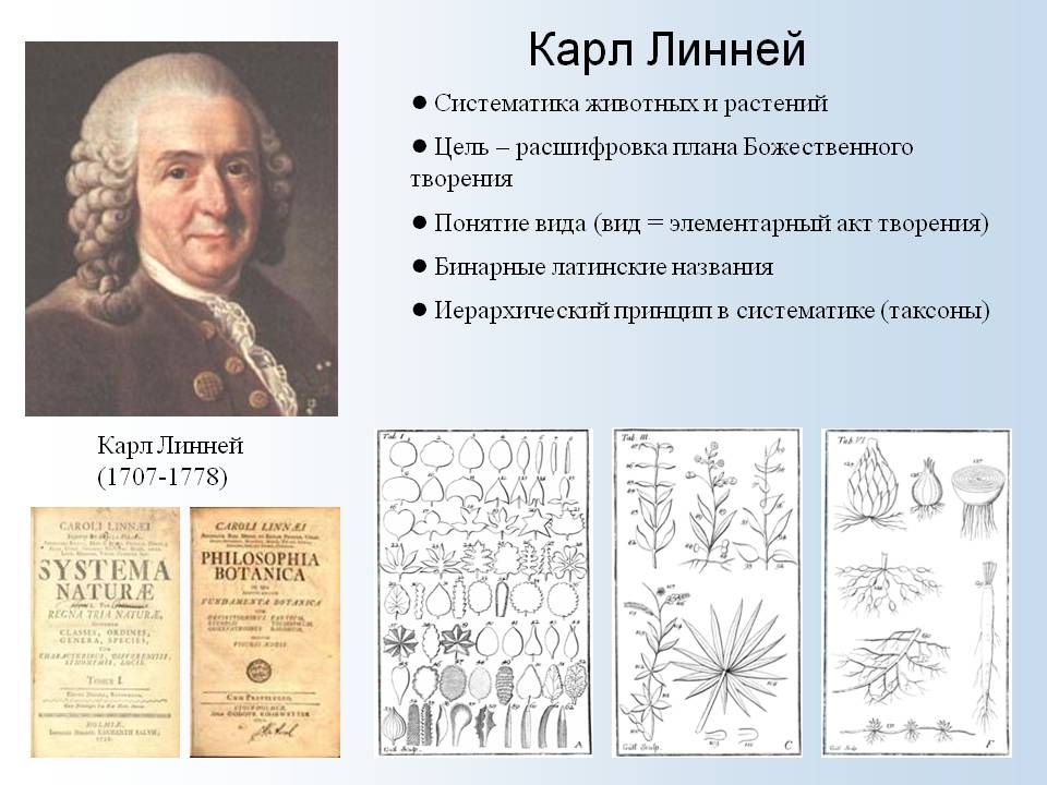Иллюстрированный реферат на тему: Карл Линней основоположник современной биологической классификации