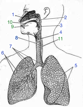 Урок по биологии на тему Строение дыхательной системы