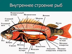 Технологическая карта урока по биологии в 7 классе в соответствии с ФГОС по теме: Хрящевые рыбы.