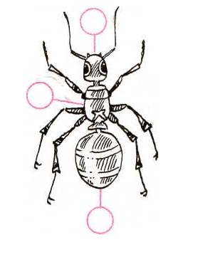 Конспект урока окружающего мира на тему: Кто такие насекомые? (1 класс)