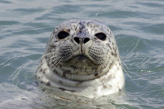 Реферат к Всемирному Дню защиты морских млекопитающих на тему Охрана морских млекопитающих. Проблемы сохранения млекопитающих Балтийского моря