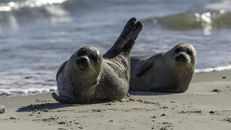 Реферат к Всемирному Дню защиты морских млекопитающих на тему Охрана морских млекопитающих. Проблемы сохранения млекопитающих Балтийского моря