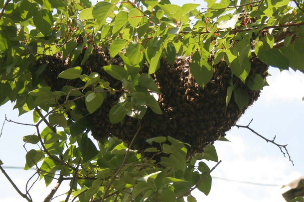 Научная статья Эти удвительные пчёлы
