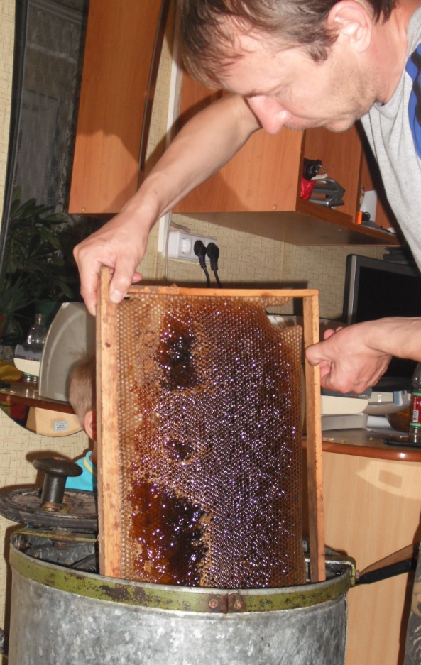 Научная статья Эти удвительные пчёлы