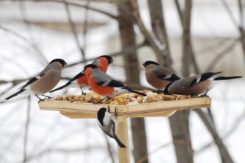 Социальный проект по теме Покормите птиц зимой