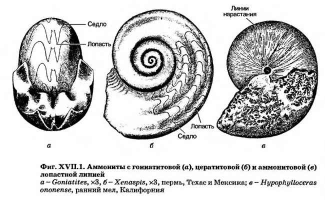 Древние моллюски на горе Улаган