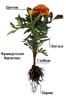 Технологическая карта изучения темы Что растет на подоконнике? Что растет на грядке? по окружающему миру (1 класс)