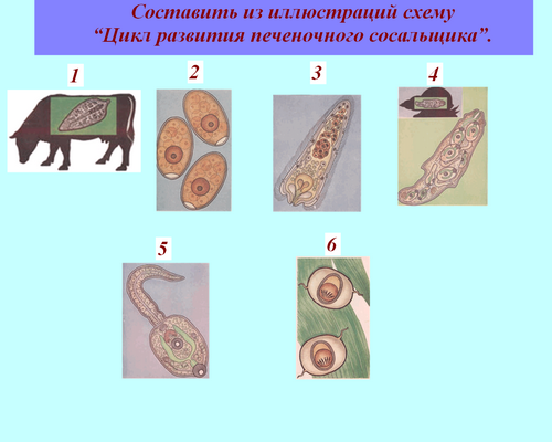 Тесты по червям 7. Развитие червей 7 класс. Схема по биологии 7 класс по теме черви. Тип круглые черви цикл развития 7 кл. Тип круглые черви конспект схема.