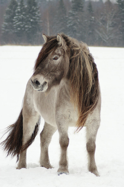 Доклад на НПК Якутская лошадь