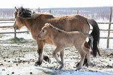 Доклад на НПК Якутская лошадь