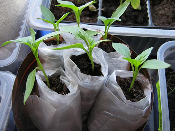 Совместный проект учащихся и педагогов по выращиванию рассады овощей