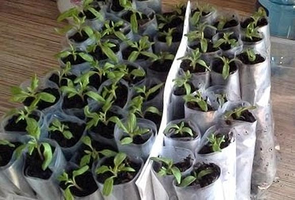 Совместный проект учащихся и педагогов по выращиванию рассады овощей