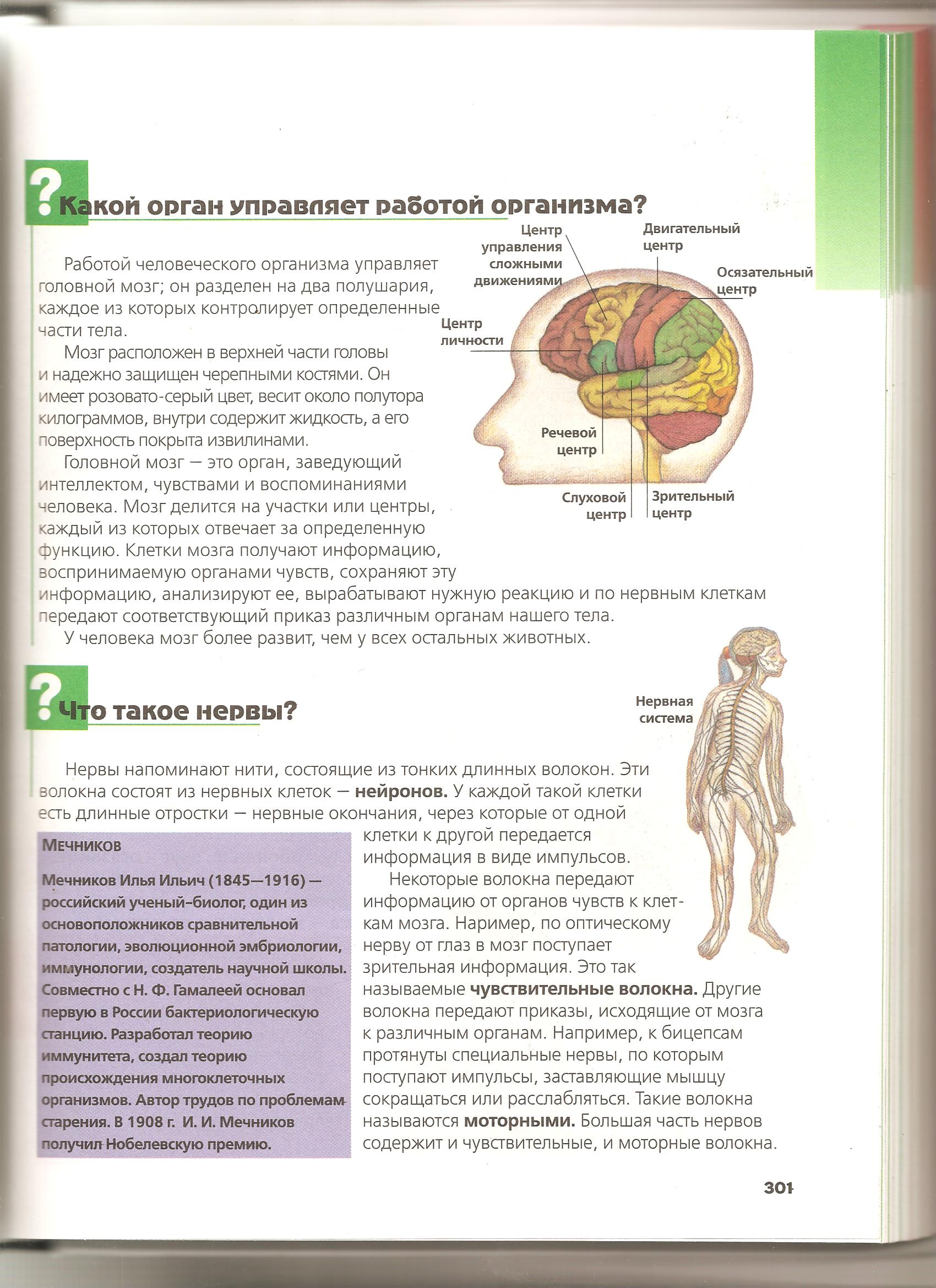 Нервная система и её функции.