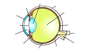 Материал для самостоятельного изучения темы Глаз как оптический прибор (8 класс)