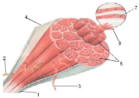 Открытый урок по биологии «Мышцы, их строение, свойства и функции»