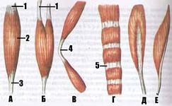 Открытый урок по биологии «Мышцы, их строение, свойства и функции»