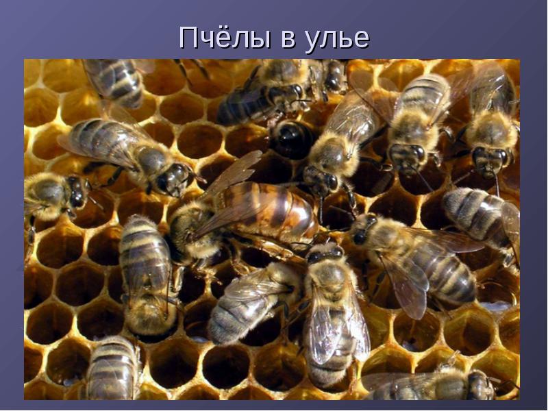 Открытый урок по технологии (мальчики) 6 класс Пчёлы и соты