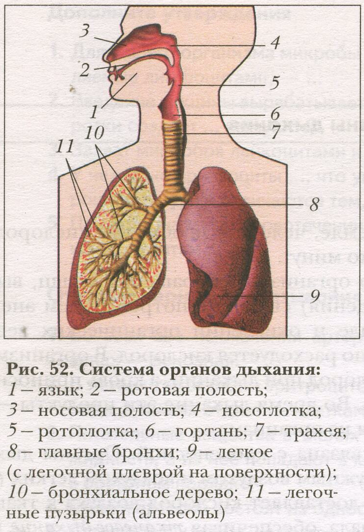 Система органов дыхания схема