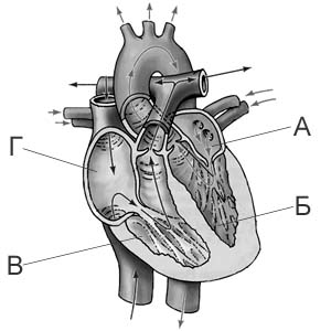 Урок по биологии на тему Строение и работа сердца (8 класс)