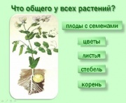 Урок окружающего мира на тему Как живут растения (2 класс)