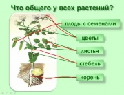 Урок окружающего мира на тему Как живут растения (2 класс)