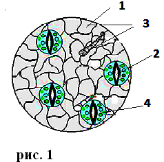 Разработка урока «Клеточное строение листьев». 6 класс