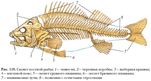 Тест по биологии на тему Рыбы (7 класс)