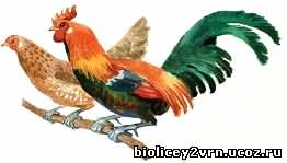 Урок по биологии на тему Домашние птицы