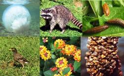 Мероприятие, посвящённое 2017году – Году Экологии на тему: «Охранять природу — значит охранять Родину» (Пришвин М. М.)